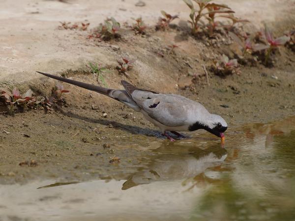 <h3><a href="/trips/gambia/biota/animalia/chordata/aves/026 columbiformes/001 columbidae/oena capensis/oena capensis-nl.html">Oena&nbsp;capensis</a> / Namaqua&nbsp;dove / Maskerduif</h3>OM-1 Mark II met OLYMPUS M.150-400mm F4.5, 1/2000 sec  bij F4.5, ISO 320, afstand 12.4&nbsp;m